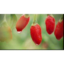 Hot selling high quality Ningxia Organic Goji Berries Dried Chinese Red Wolfberry